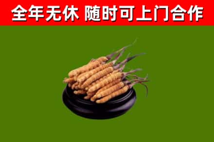 浮山县回收散虫草
